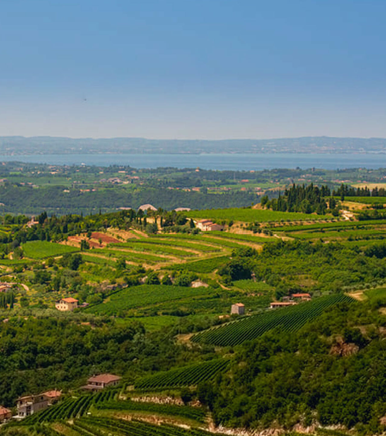 Ariel view of Allegrini vineyards.
