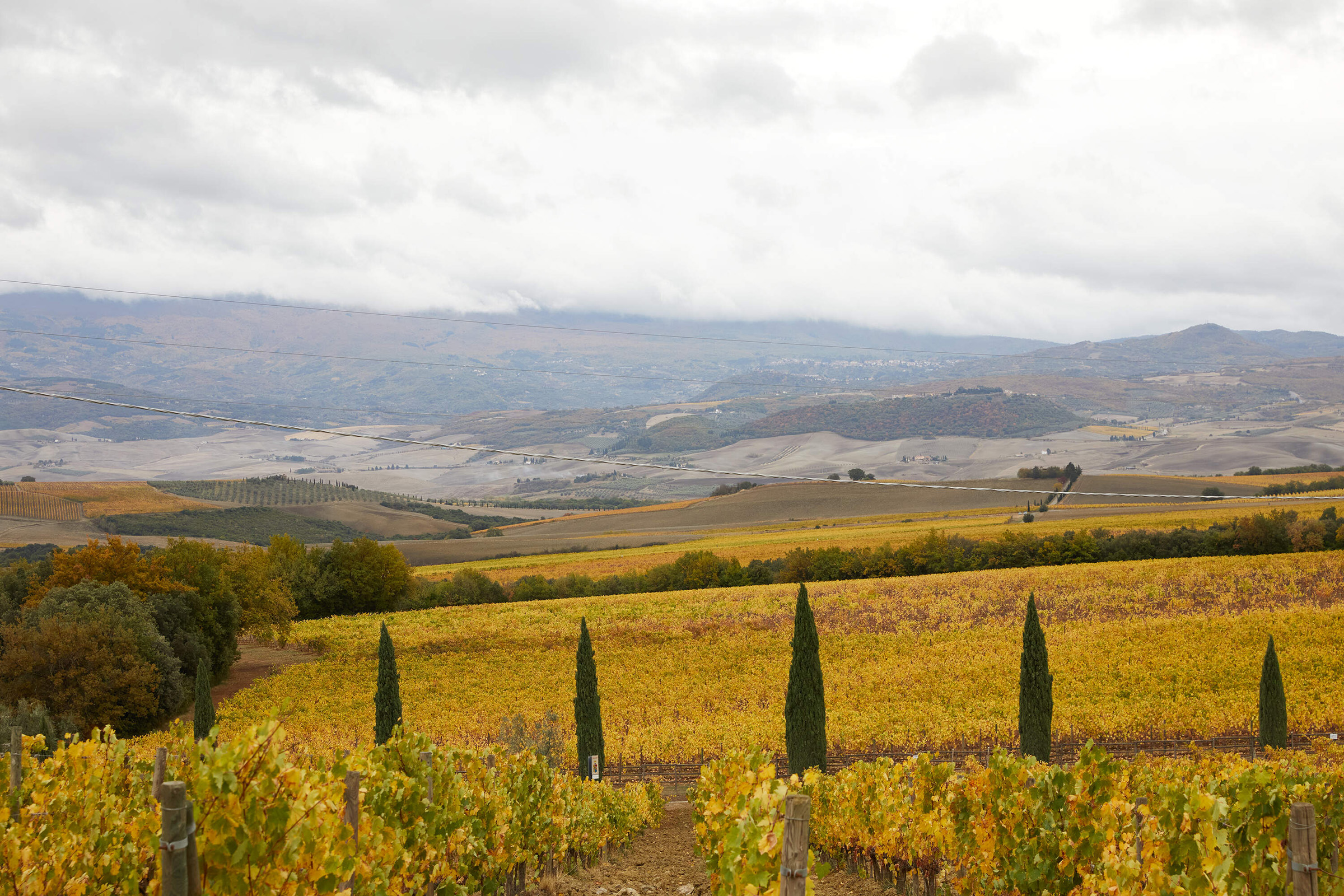 Argiano vineyards in the Autumn.