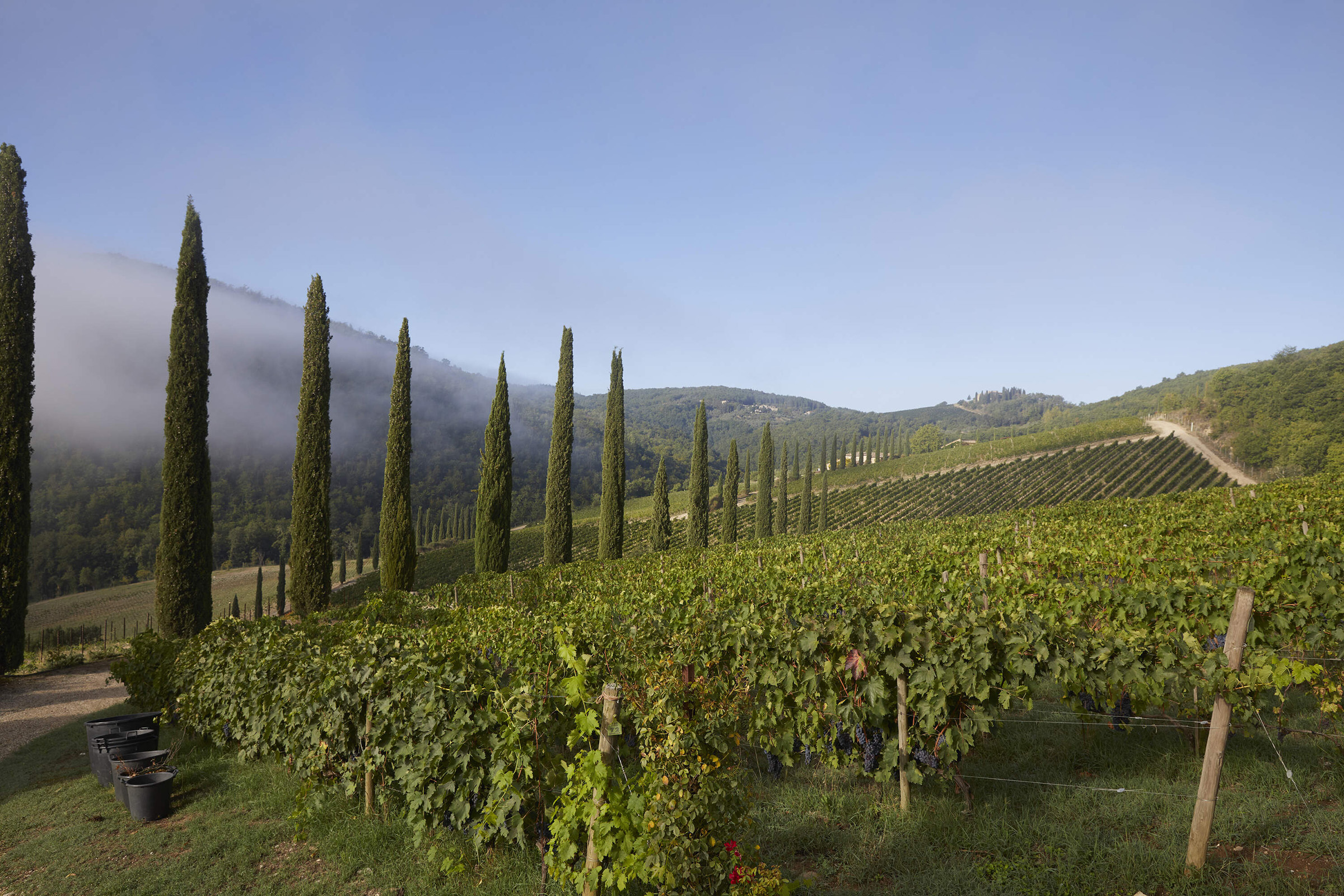 Hillside vineyards in Tuscany.