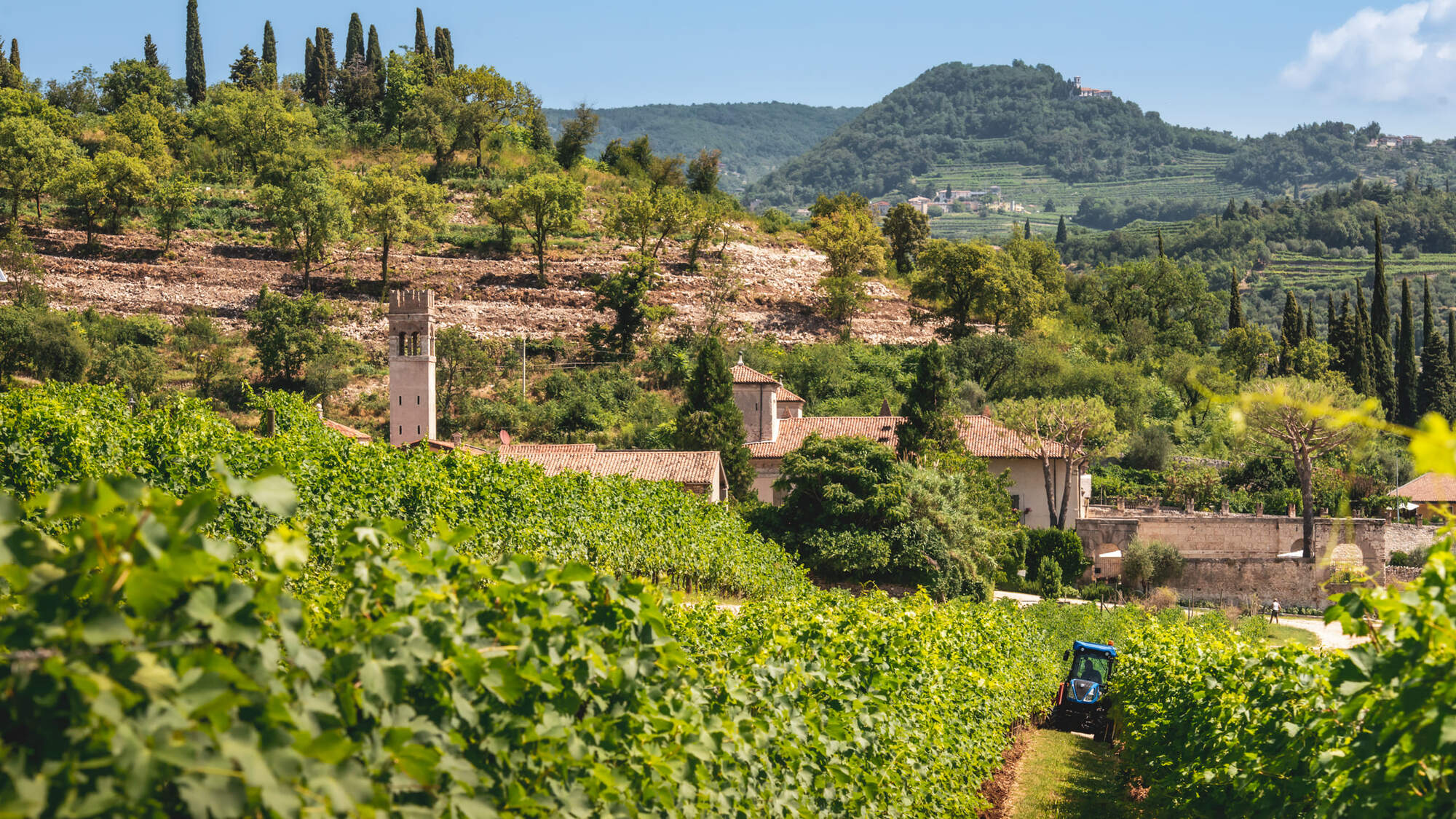 Allegrini Vineyards and winery.