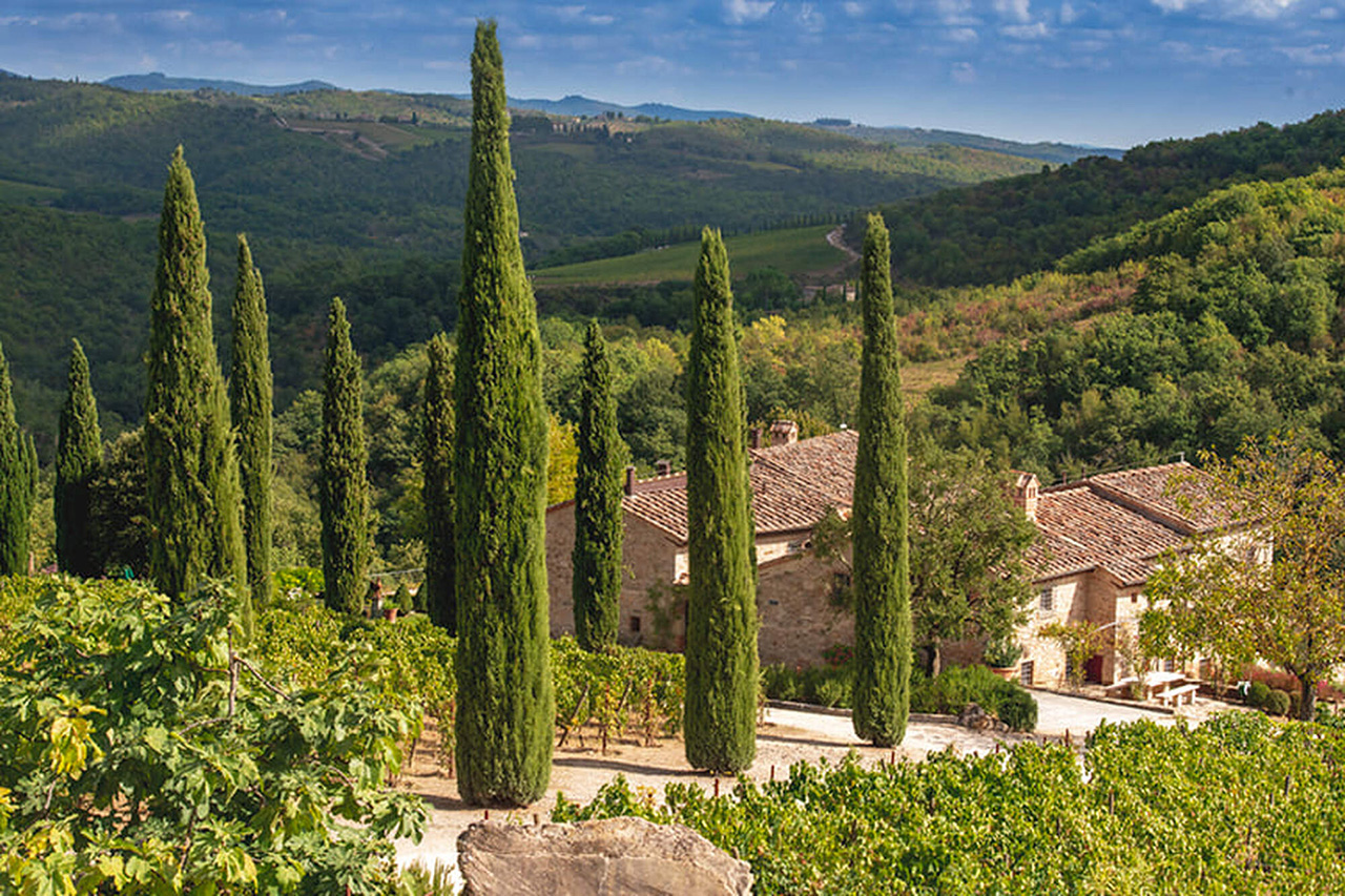 Vineyards in Tuscany.