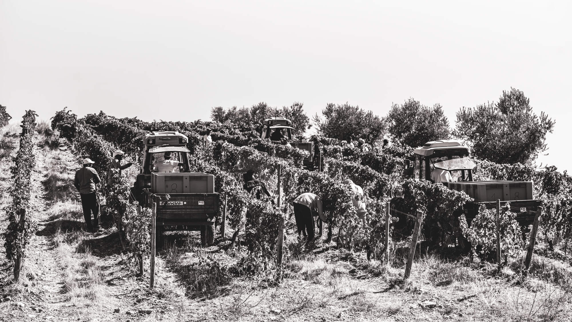 Black and white image of vineyard workers tending to vines.