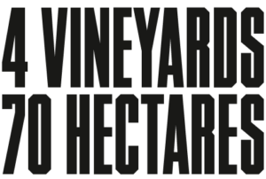Title 4 Vineyards. 70 Hectares.