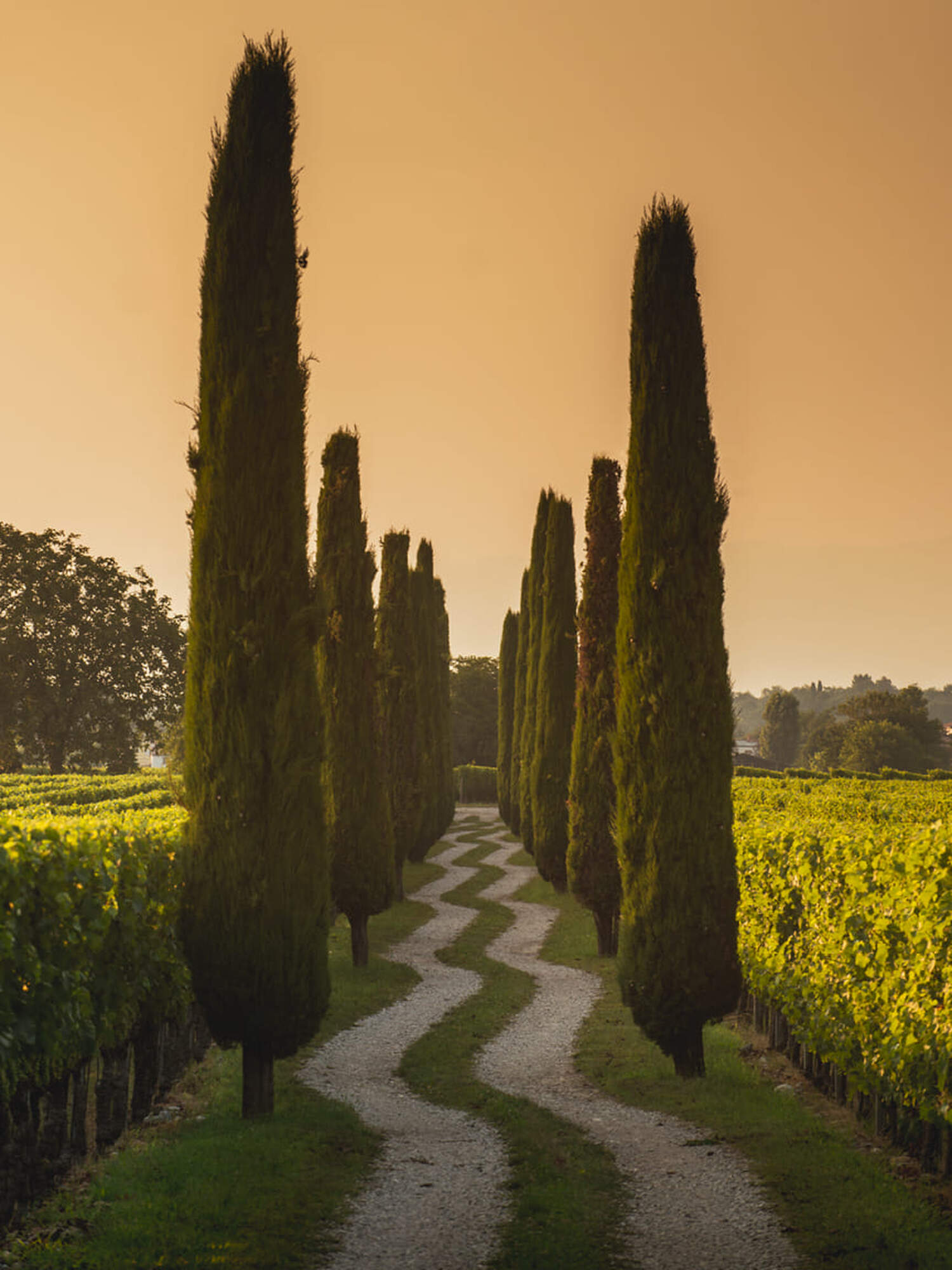 Two rows of evergreen trees with a manicured landscaped curvy path between them.