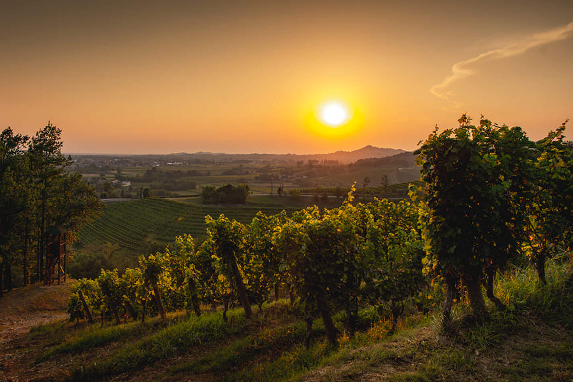 Vineyards at sunset.