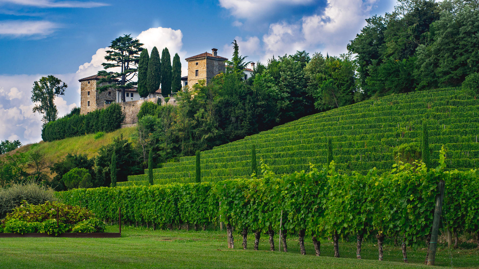 Lush green vineyards set on a hillside beside a brick built Italian villa.