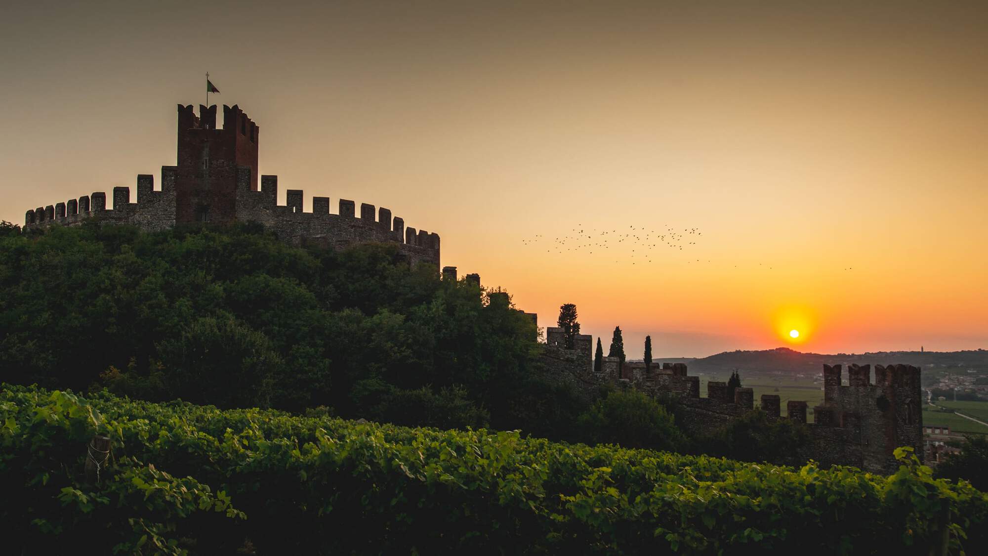 Beautiful sunset, Italian castle and lush Vineyard in the foreground.