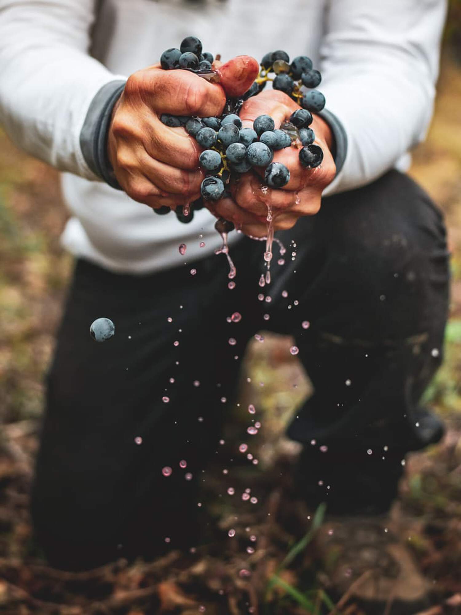 close up image of a person kneeling and squeezing a handful of red grapes in their hands. 