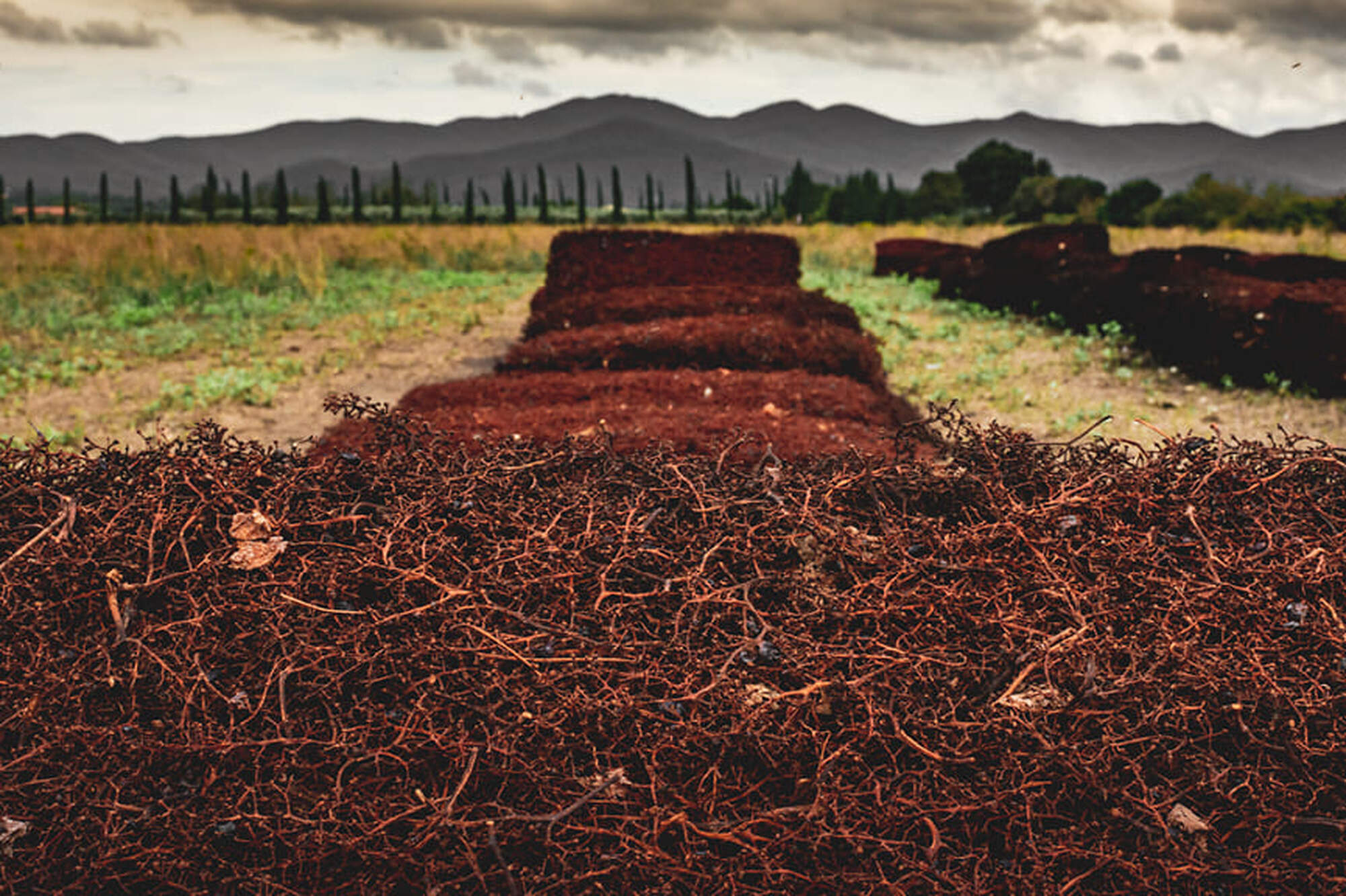 pile of grape vines with grapes removed. 