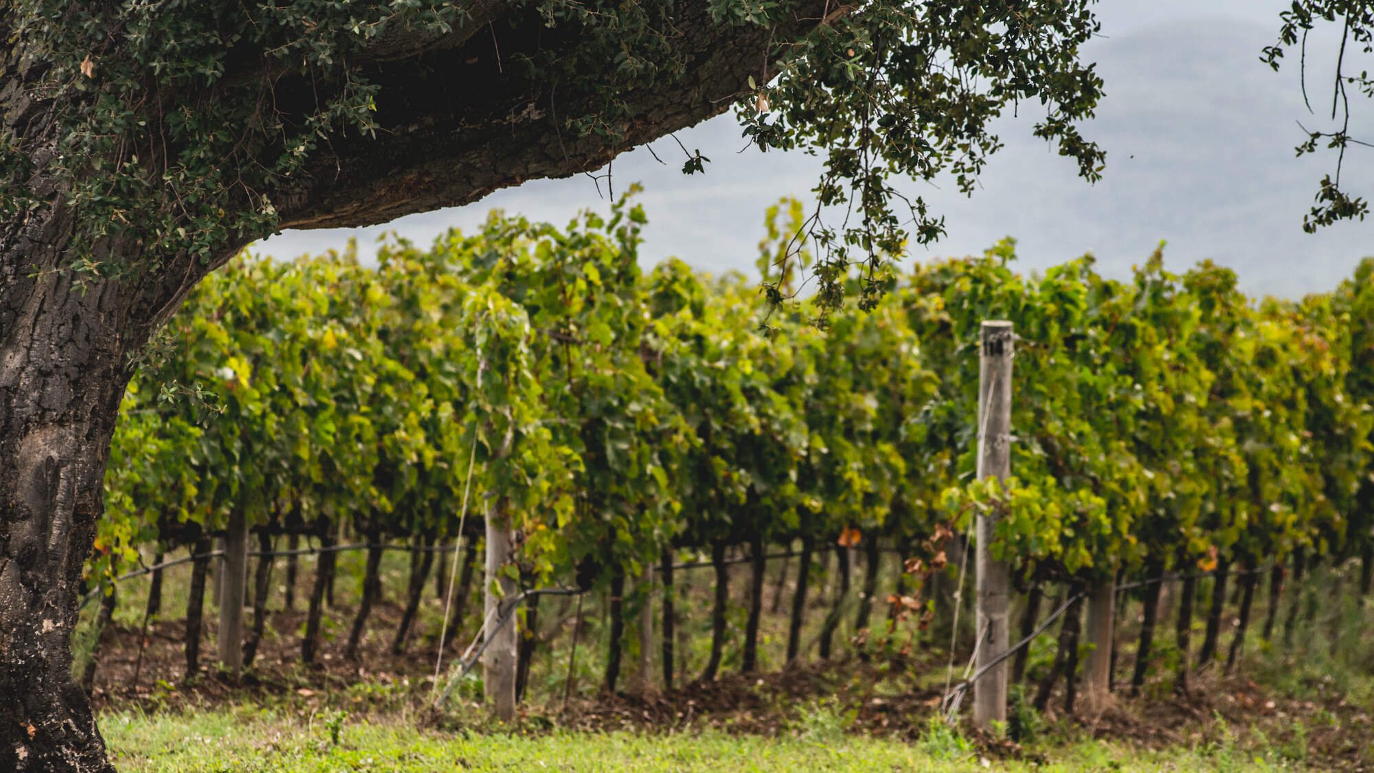 Lush green vineyard.