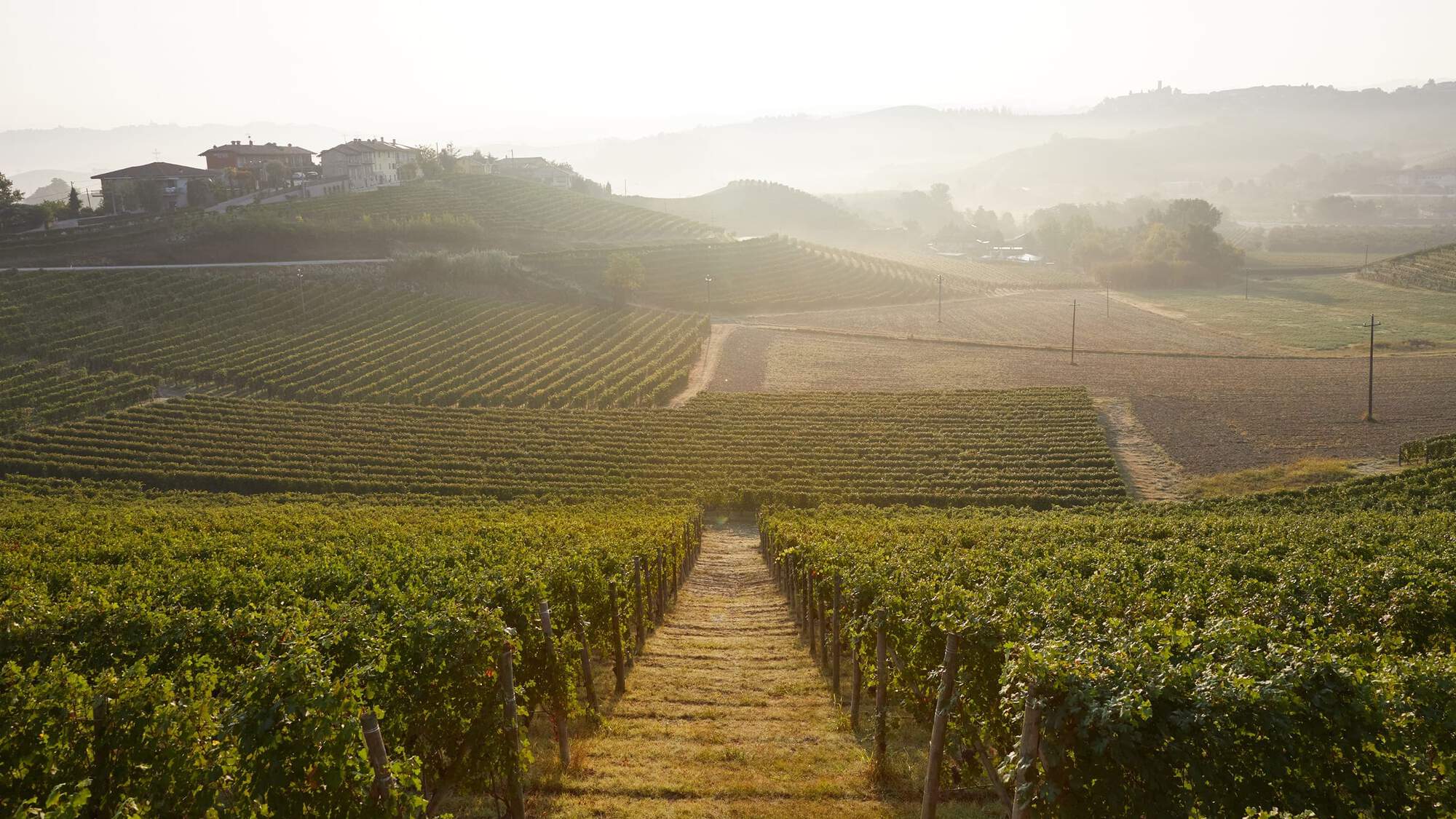 Ariel photo of Italian vineyards covered in a summer haze.