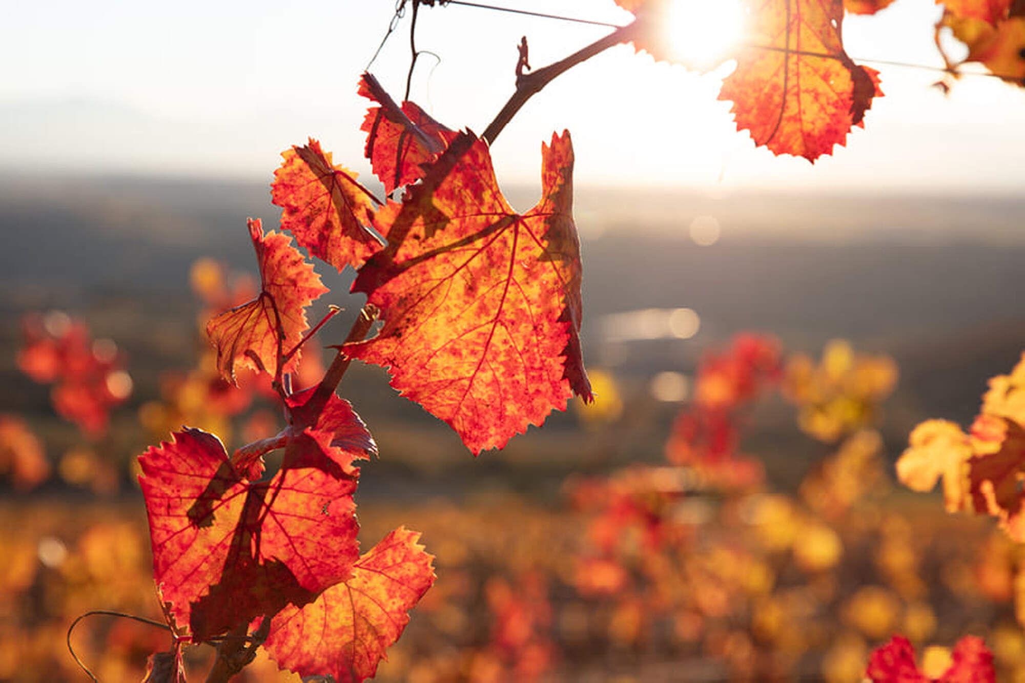 Golden red grape vines in the autumn sun.