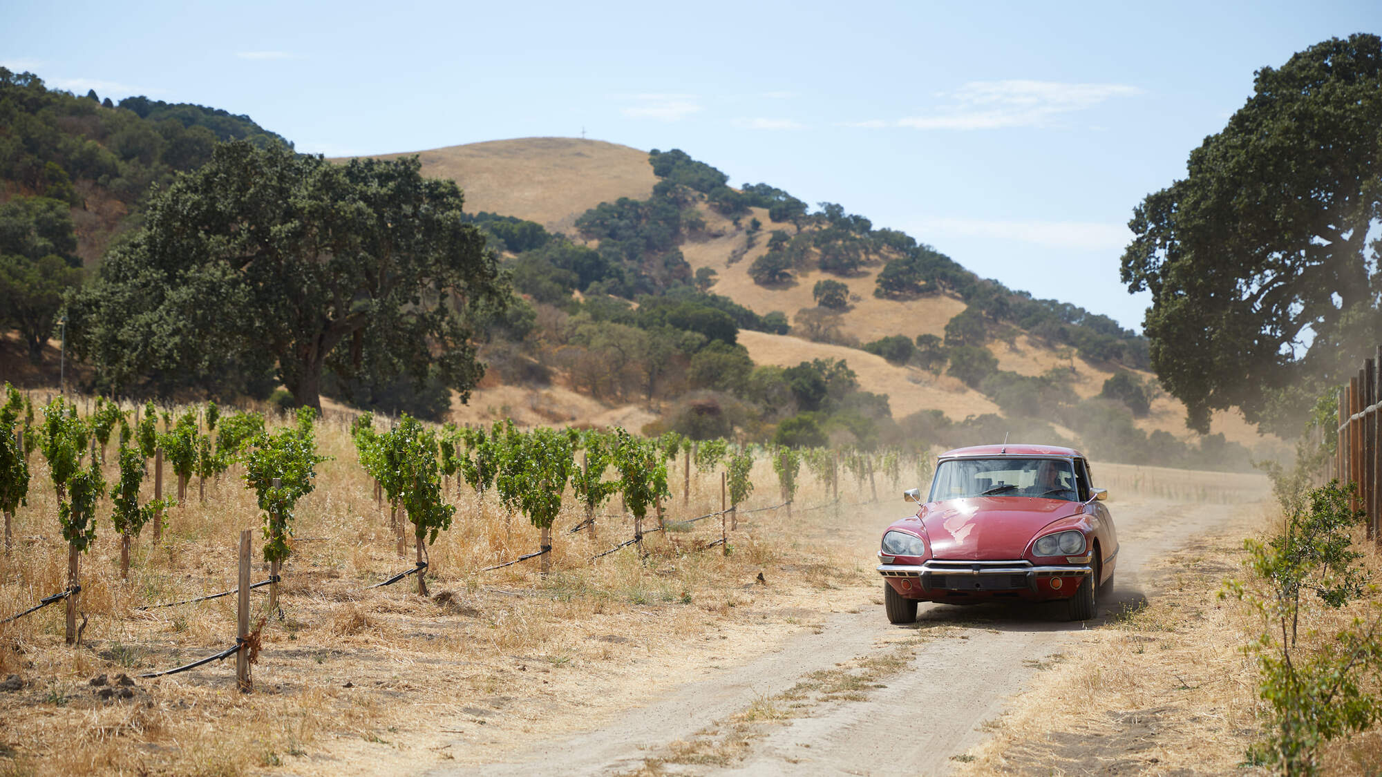 Maze Row producer Randall Grahm driving through his vineyard in a red vintage car.