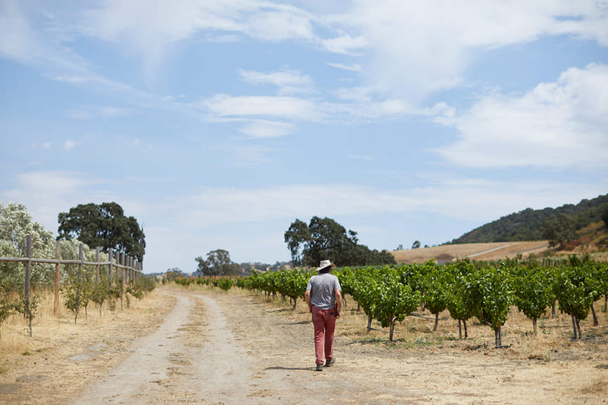 Maze Row producer, Randall Grahm, walking through his vineyard.
