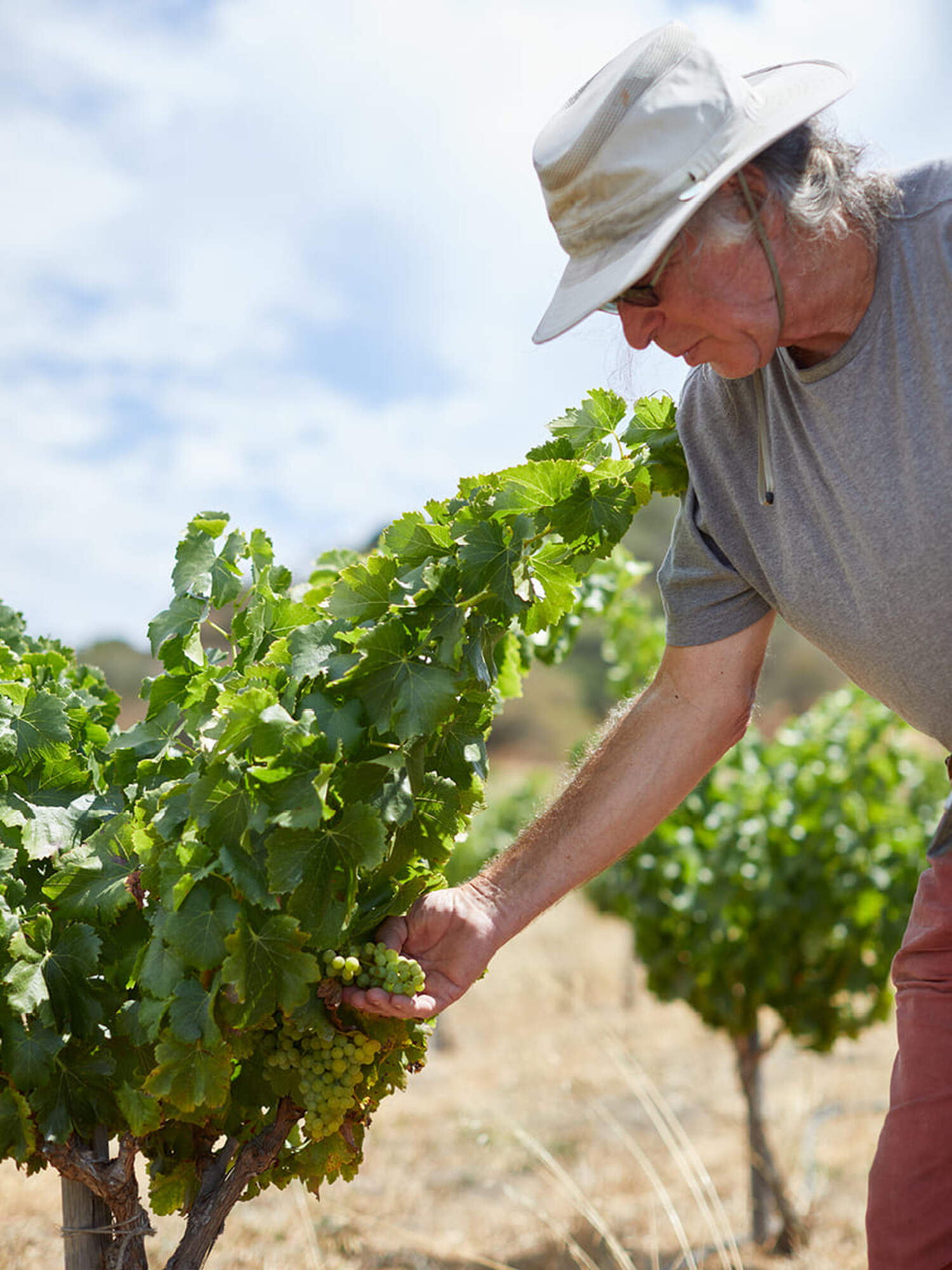 Maze Row producer, Randall Grahm, tending to the vines in his vineyard.