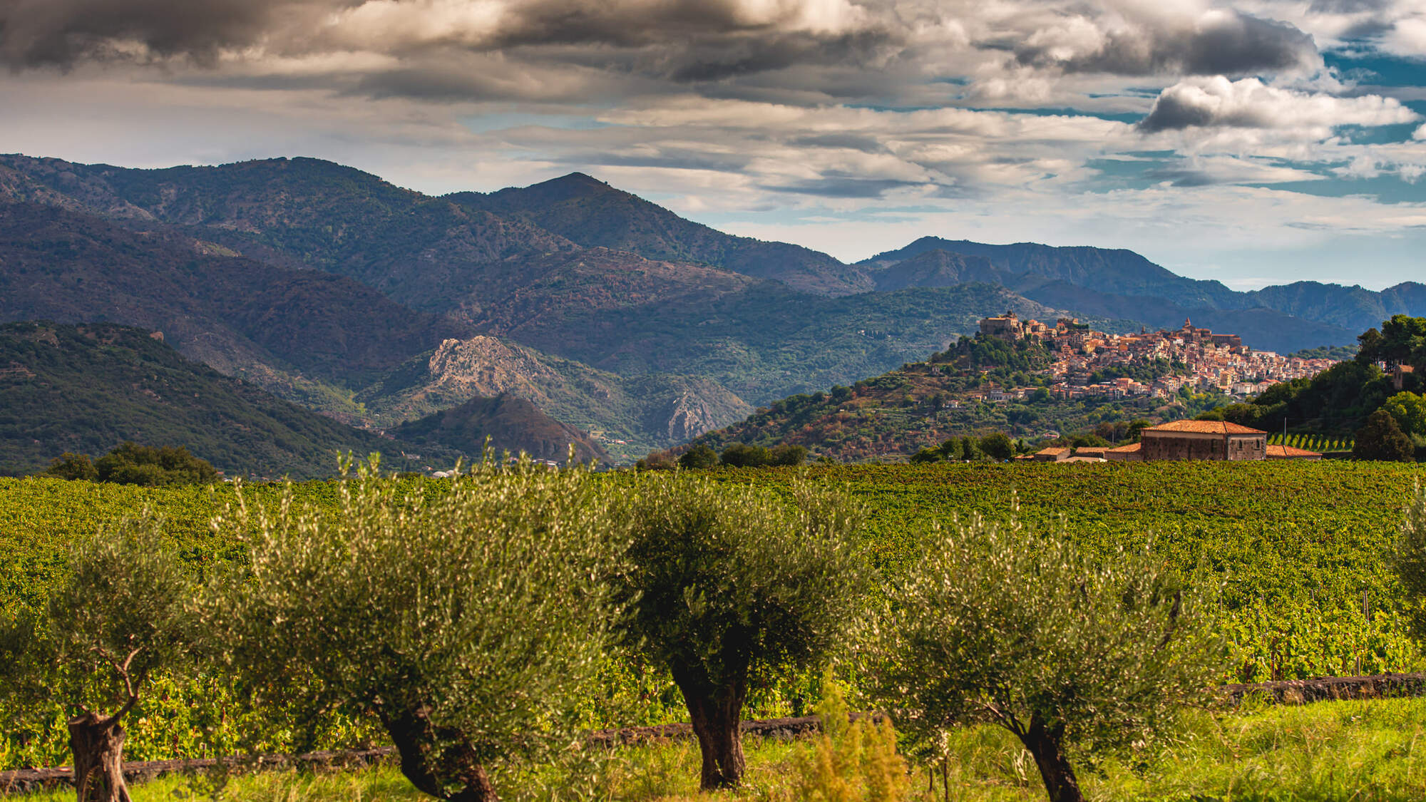 Italian landscape view of vineyards surrounded by mountains.