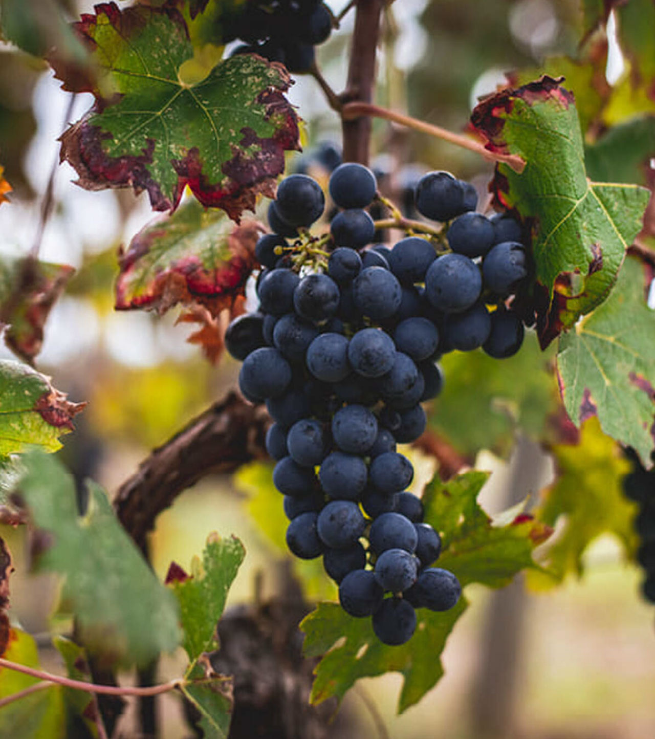 Red Grapes hanging from a vine.