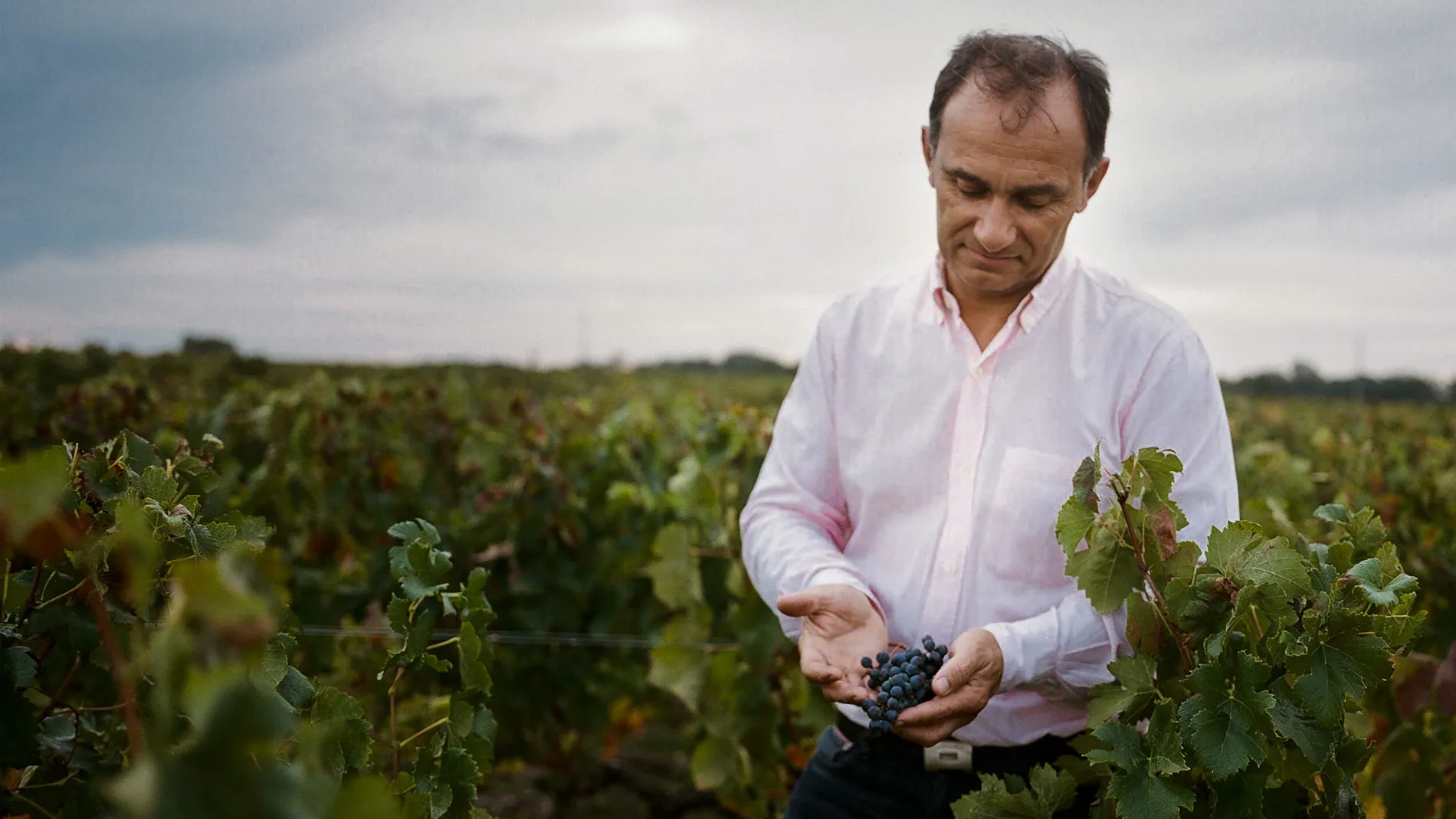 Person Standing in the vineyard at Chateau Dauzac