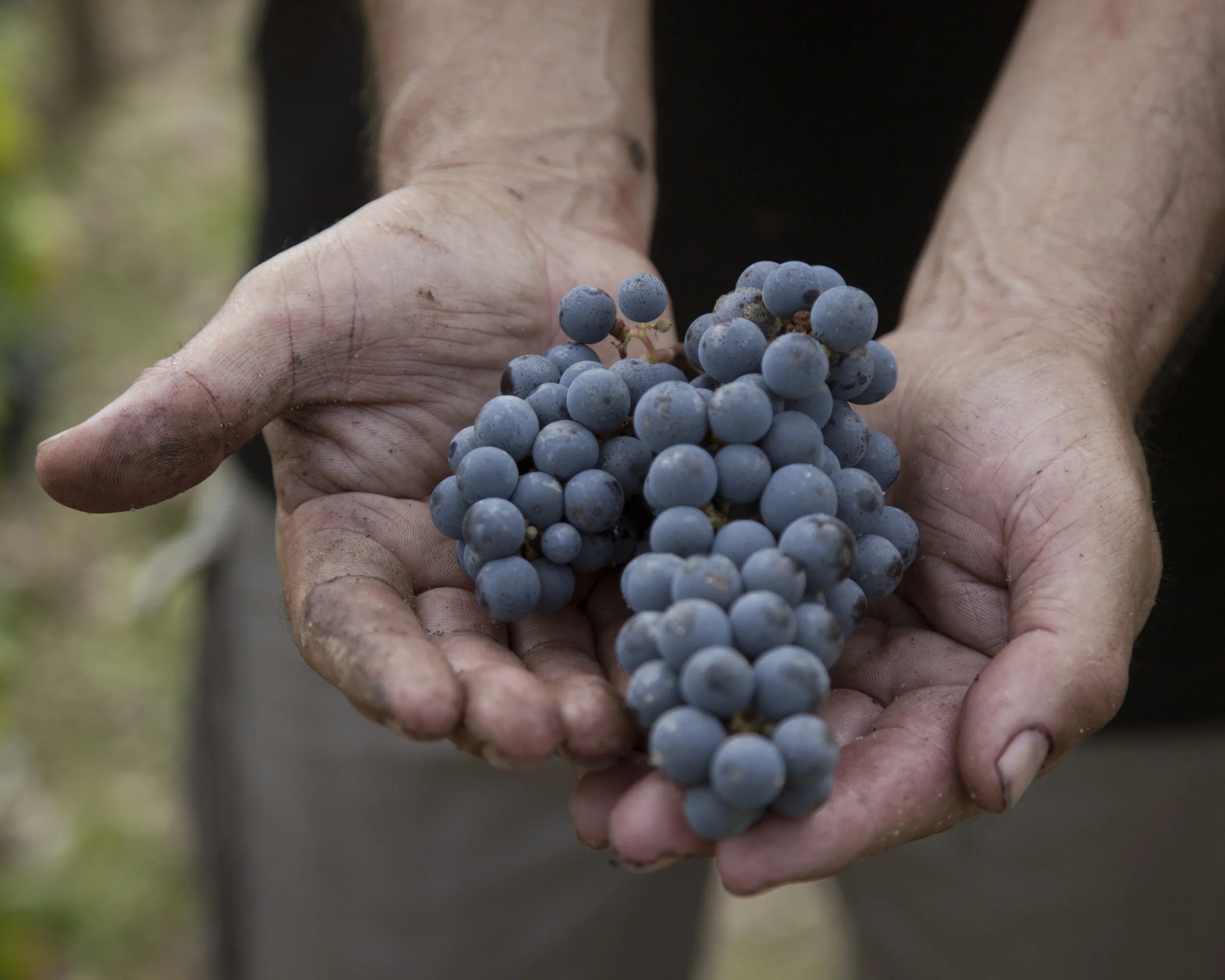 Person Holding Chateau Dauzac grapes
