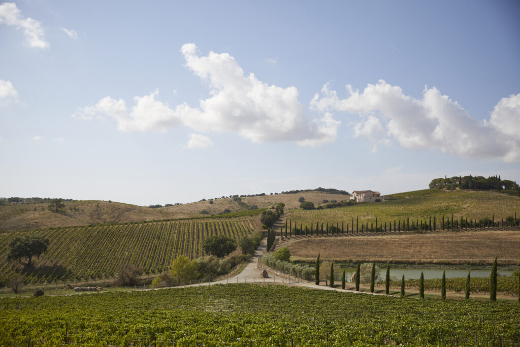 Maze Row vineyard