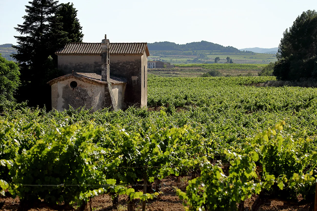 The vineyards at the Pere Ventura Estate.