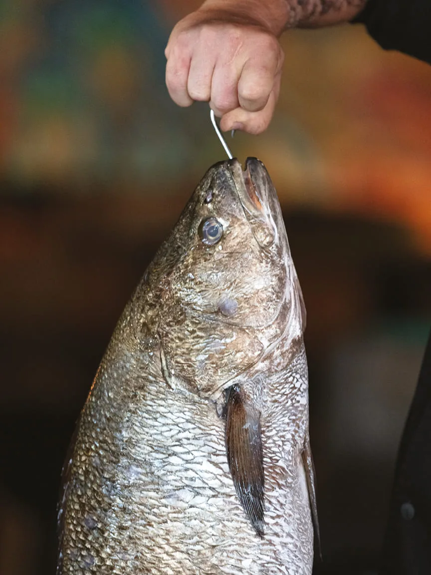 Whole fresh fish held up on a hook