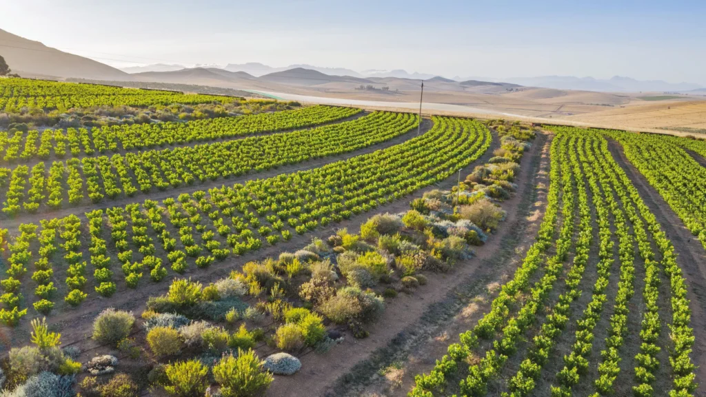 Mullineux Family wines vineyard