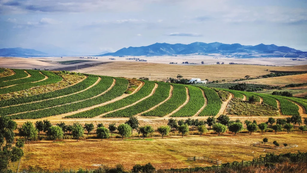 Mullineux Family wines vineyard