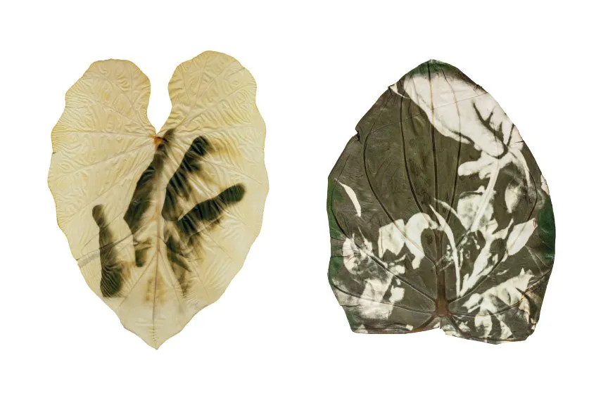 Leaves with hand print ephemeral organic photography