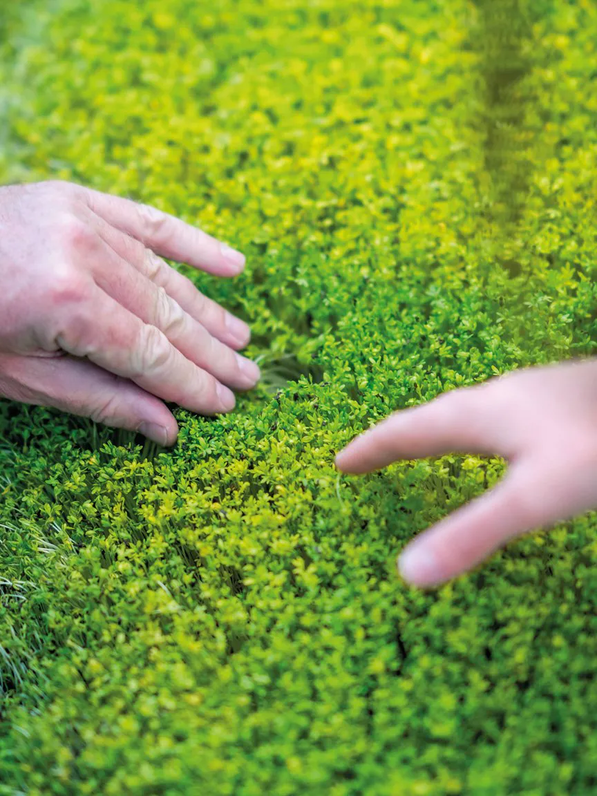 Artist Almudena Romero sprays her canvas of sprouting greens